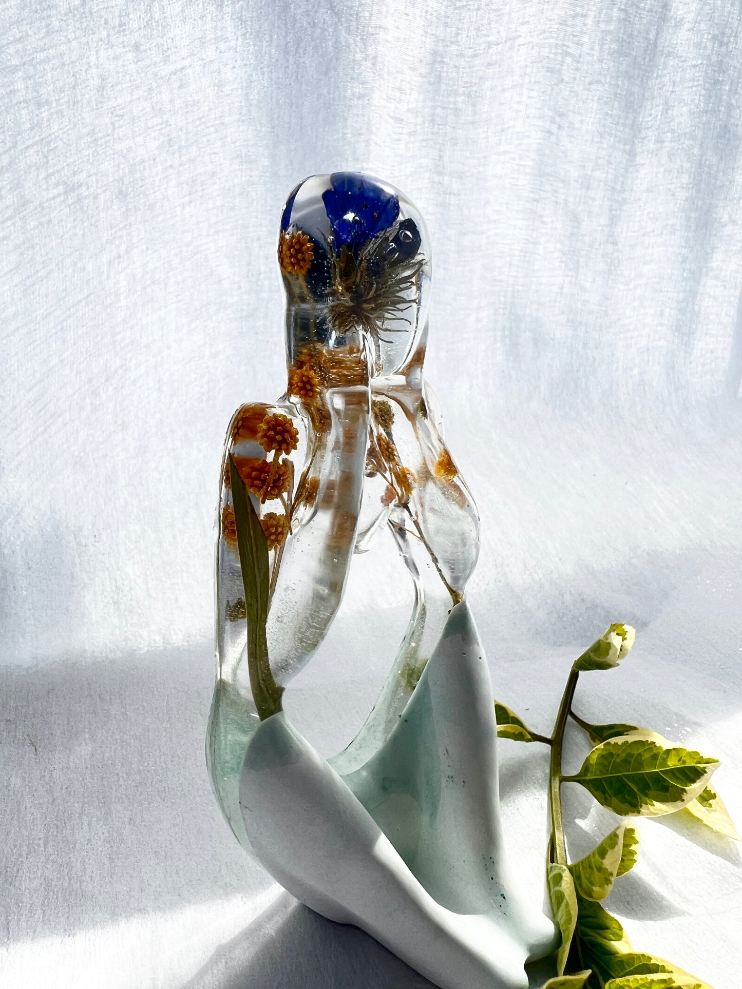 Fynbos Dreamer