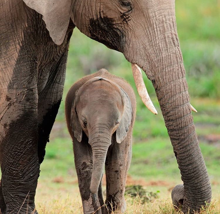 Sterling silver mama and baby elephant